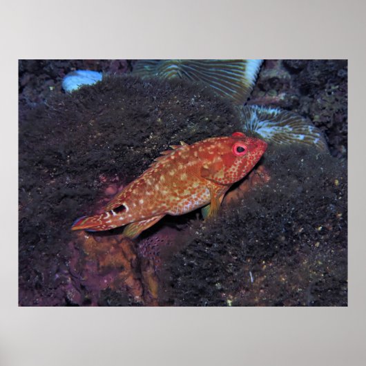Poster Gili T Scorpionfish (Devant)