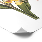 Poster gingembre à coquille (noix de Globba) par Redouté (Coin)