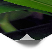 Poster Gingembre blanc hawaïen (Coin)