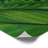 Poster Gingembre blanc hawaïen (Coin)