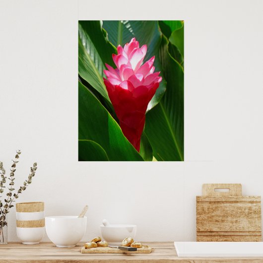 Poster Gingembre hawaïen (Cuisine)