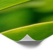 Poster Gingembre hawaïen (Coin)