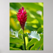 Poster Gingembre hawaïen (Devant)