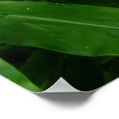 Poster Gingembre jaune hawaïen (Coin)