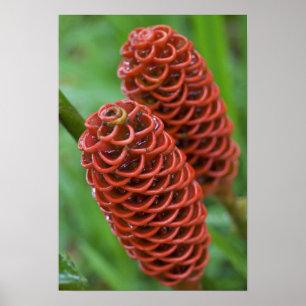 Poster Gingembre rucher, Zingiber spectabile),