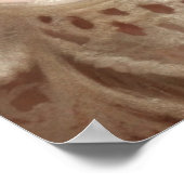 Poster Ginger Kitten Dormir (Shabby Chic) (Coin)