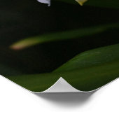 Poster Ginger Lily-0105 (Coin)
