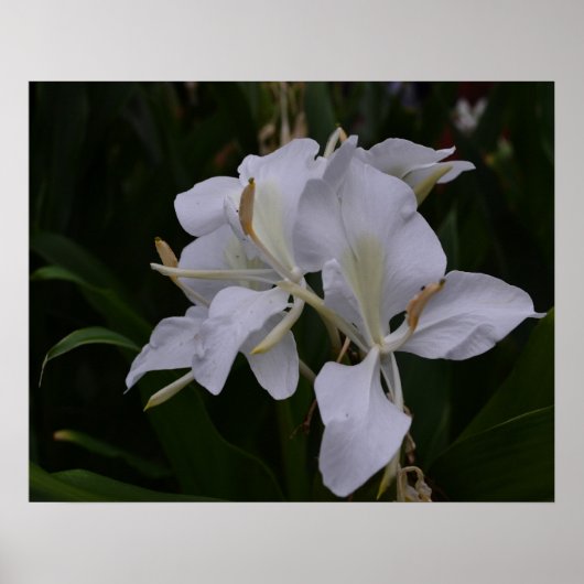 Poster Ginger Lily-0105 (Devant)