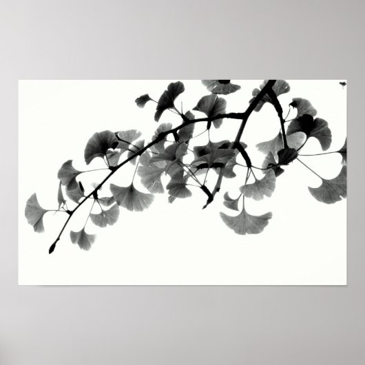 Poster Gingko Biloba Feuillage en noir et blanc (Devant)