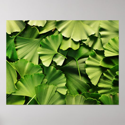 Poster ginkgo biloba feuille nature texture plante (Devant)