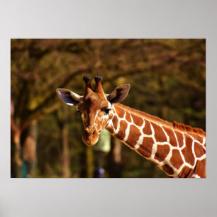 Poster Girafe