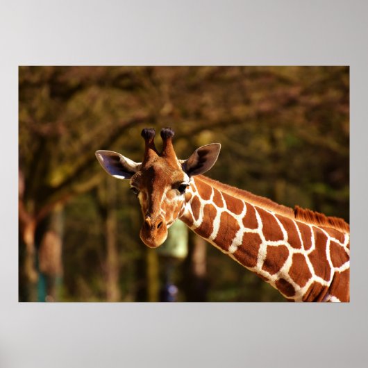 Poster Girafe (Devant)