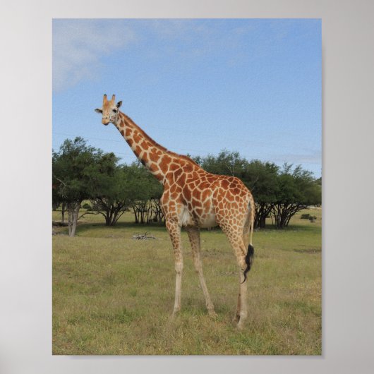 Poster Girafe à Fossil Rim (Devant)