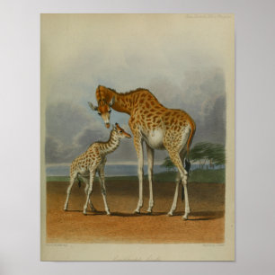 Poster Girafe avec Vintage de veau à imprimer Savanna afr