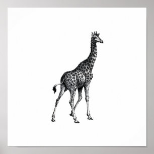 Poster Girafe dessin animal complet dessin vintage