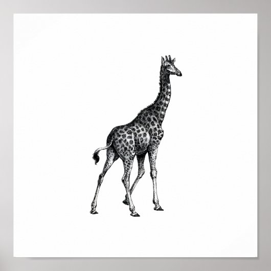 Poster Girafe dessin animal complet dessin vintage (Devant)