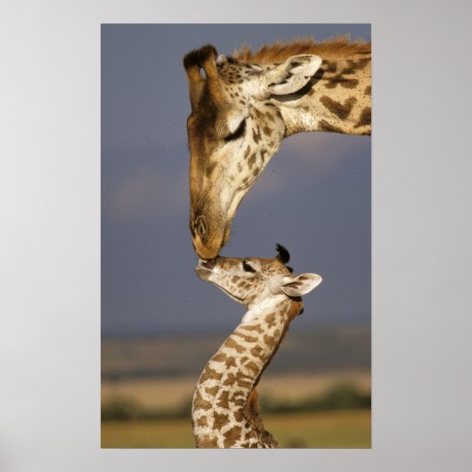 Poster Girafe embrassant un bébé girafe (Devant)