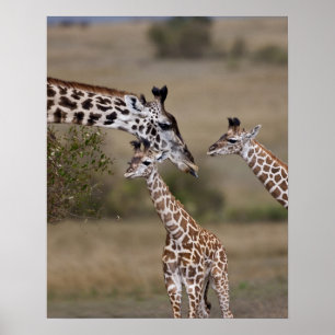 Poster Girafe maasaï (Giraffa tippelskirchi)