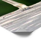 Poster Girafe Mère et Bébé (Coin)