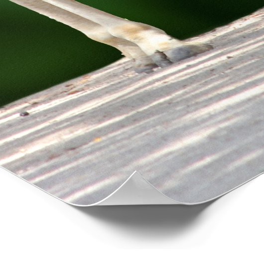 Poster Girafe Mère et Bébé (Coin)