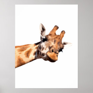 Poster Girafe portrait animal africain