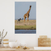 Poster Girafe près d'un point d'eau (Cuisine)