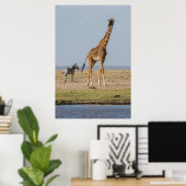Poster Girafe près d'un point d'eau (Bureau à domicile)