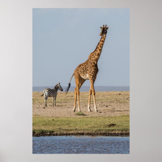 Poster Girafe près d'un point d'eau (Devant)