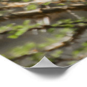 Poster Girafe se nourrit de branches d'Acacia (Coin)