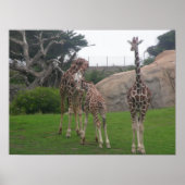 Poster girafes 006 toile (Devant)