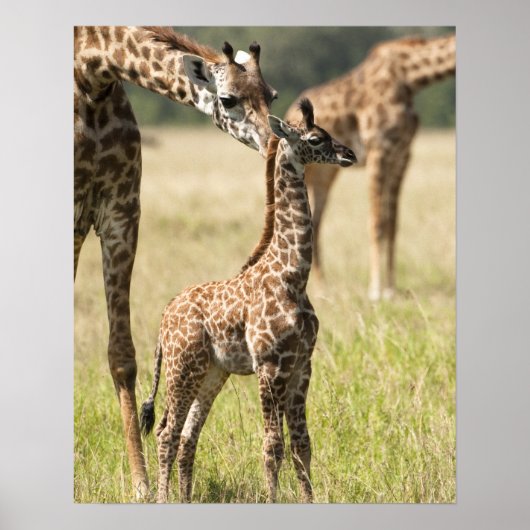 Poster girafes de masaï, Giraffa camelopardalis 2 (Devant)