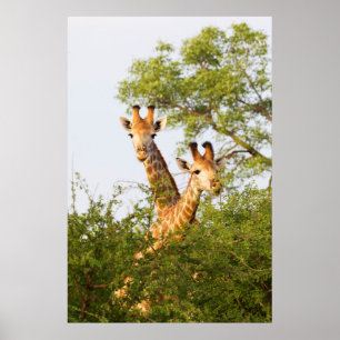 Poster Girafes dépassant de la végétation