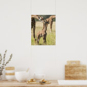 Poster Girafes maasaï, Giraffa camelopardalis 2 (Cuisine)