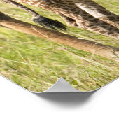 Poster Girafes maasaï, Giraffa camelopardalis 2 (Coin)