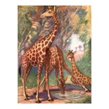 Girafes par Louis Sargent, Animaux africains vinta