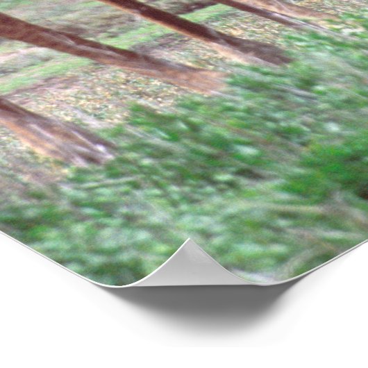 Poster Giraffa Group ou Herd avec Young, Giraffa (Coin)