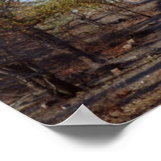 Poster Giraffe (Coin)