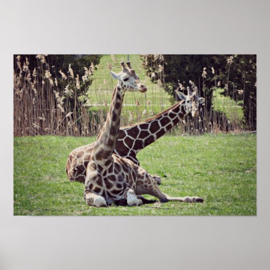 Poster Giraffe (Devant)