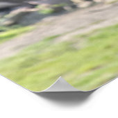 Poster Giraffe (Coin)