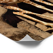 Poster Giraffe (Coin)