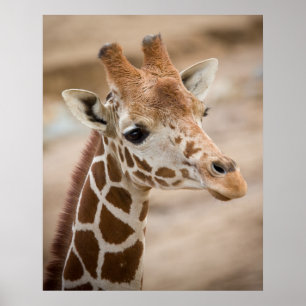 Poster Giraffe