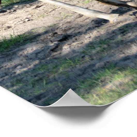 Poster Giraffe (Coin)