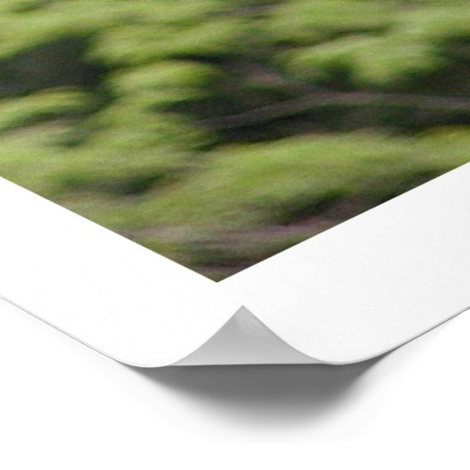 Poster Giraffe (Coin)