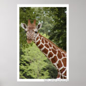 Poster Giraffe (Devant)