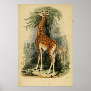Poster Giraffe (1849)