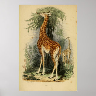 Poster Giraffe (1849)