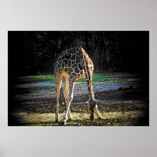 Poster Giraffe 2 (Devant)