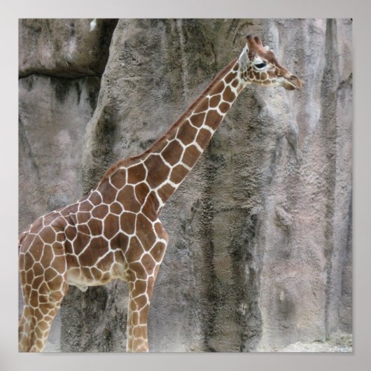 Poster Giraffe 3 (Devant)