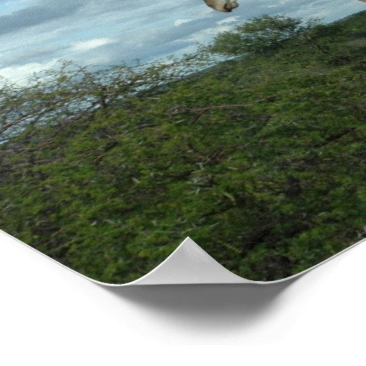 Poster Giraffe à Dusk (Coin)