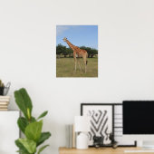 Poster Giraffe à Fossil Rim (Bureau à domicile)